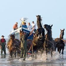 de paardenreddingboot van Ameland
